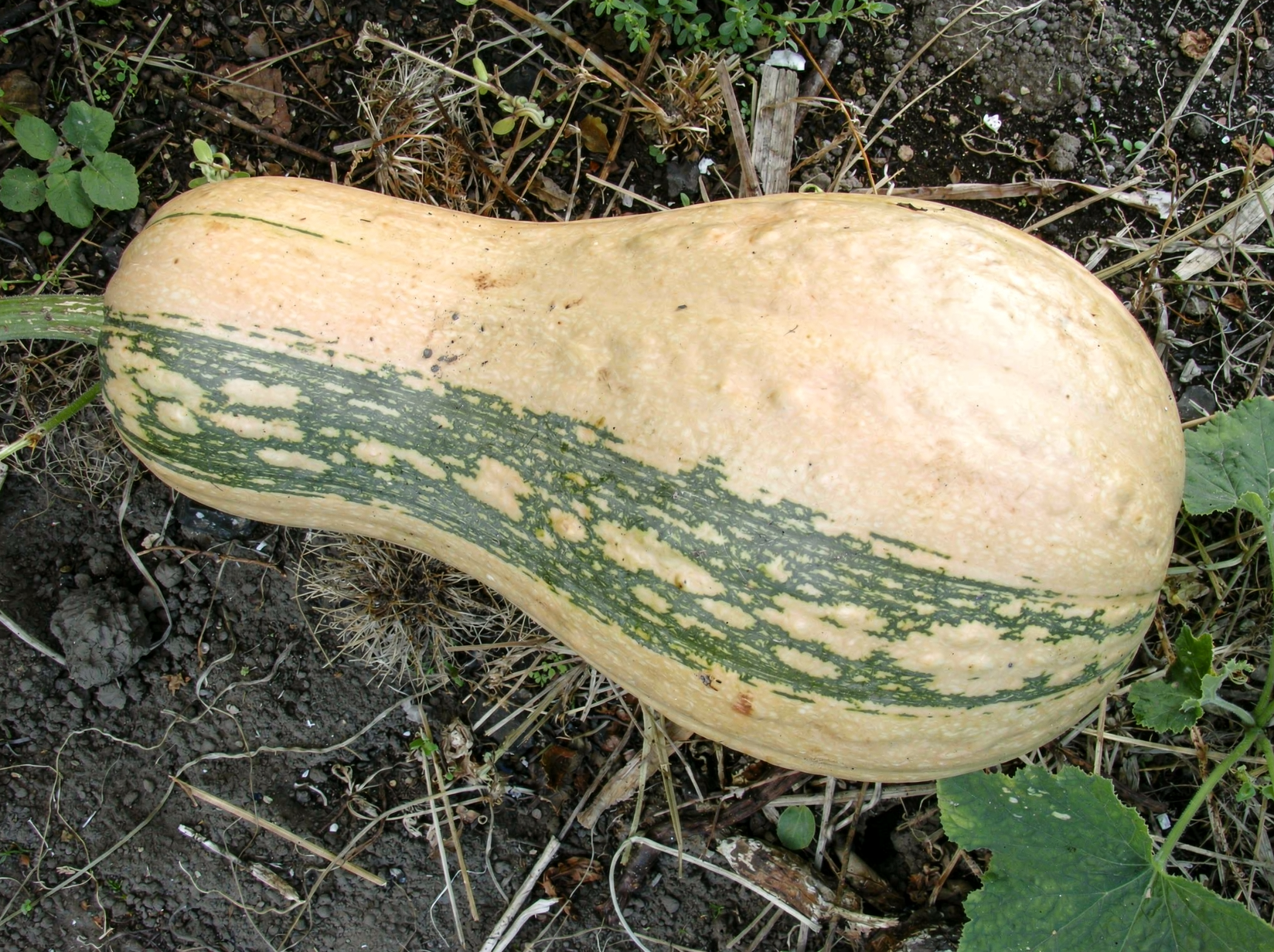 Cucurbita moschata — hero (chairman regenerate)